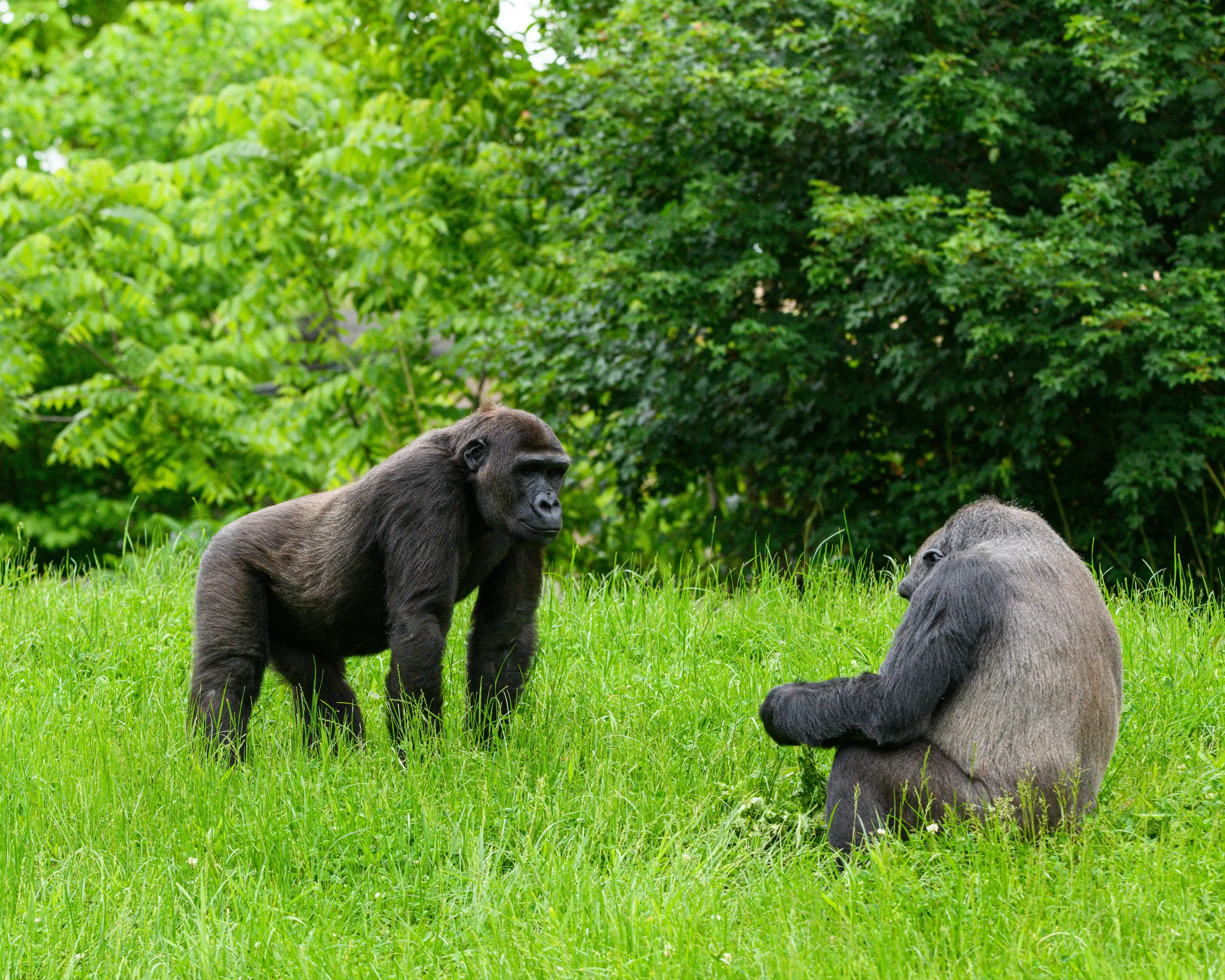 Uganda
