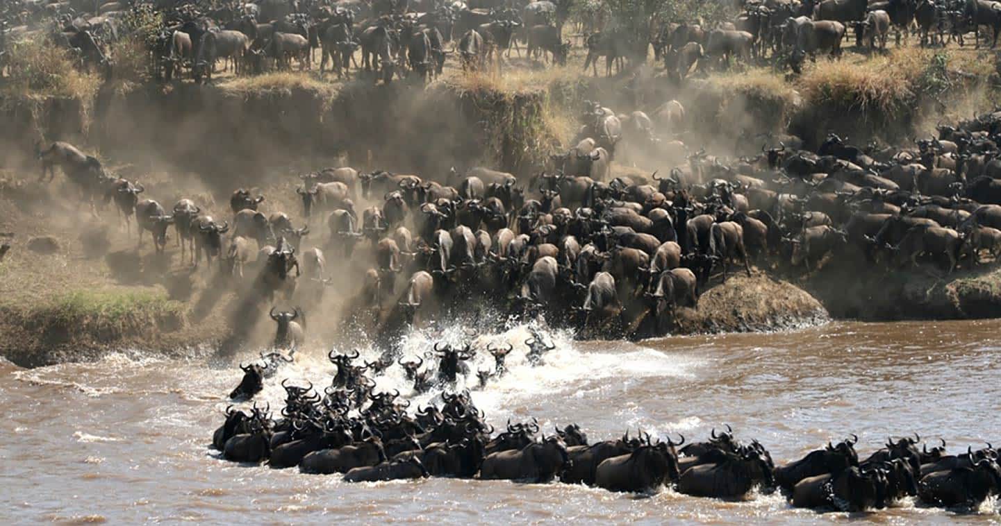 The Great Wildebeest Migration: Africa's Greatest Wildlife Spectacle
