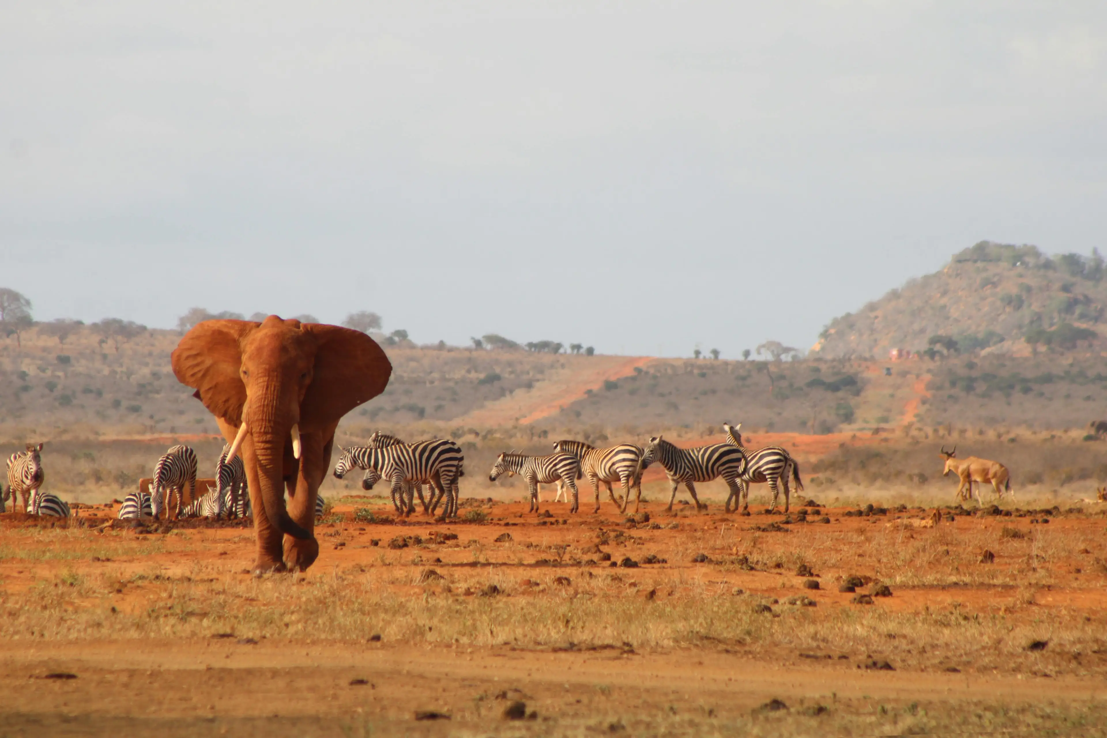 Amboseli
