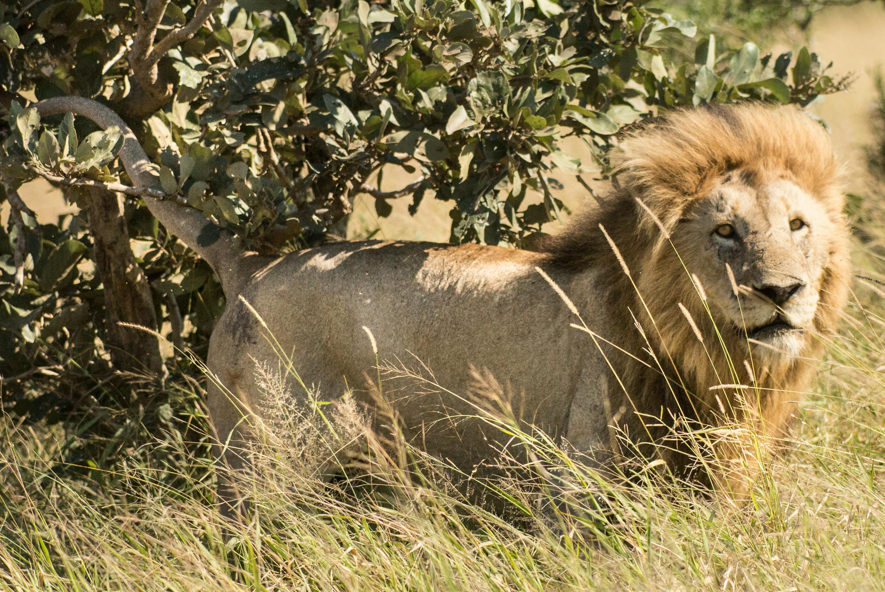 9 Days Kenya Coast, Safari & Culture Tour (10th July - 18th July)